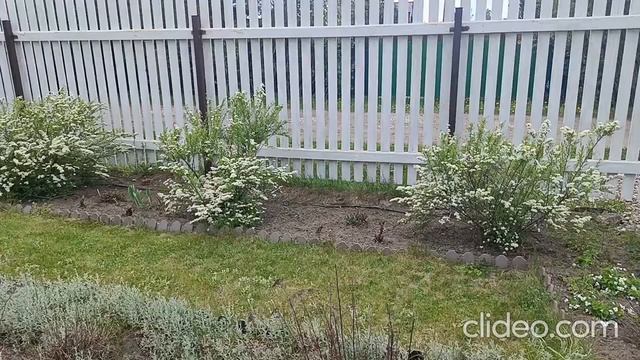 Спиреи на участке смотреть онлайн