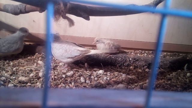 "Орлята учатся летать" смотреть онлайн