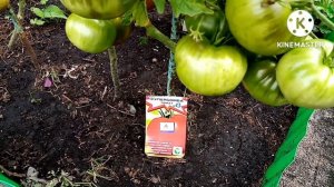 Супер сорта томатов для Сибири!