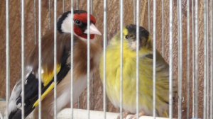 Видео про щегла и про чижа, щегол и чиж