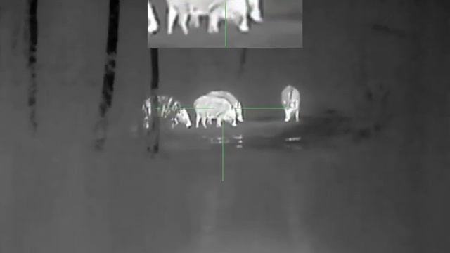 Охота на кабана с вышек с прицелом Yukon смотреть онлайн