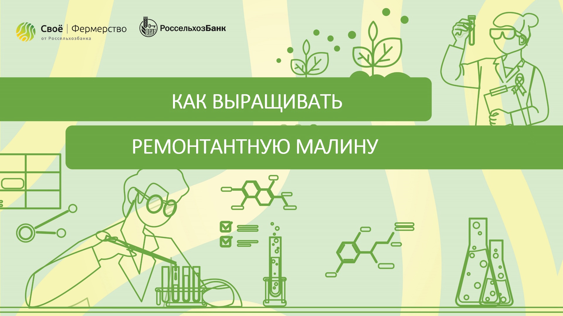 Как выращивать ремонтантную малину