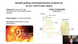 Гельминтология: плоские черви, круглые черви (краткий обзор)