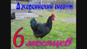 джерсийский гигант 6.mp4
