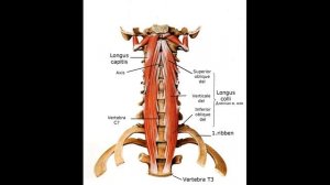 Длинная мышца шеи   Musculus longus colli