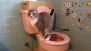 Farting cat . (Пукающий кот)