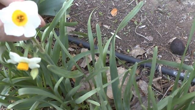 Daffodil plant flower - Grow and care смотреть онлайн