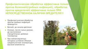 Садоводство В Сибири. Выращивание яблони в Иркутской области