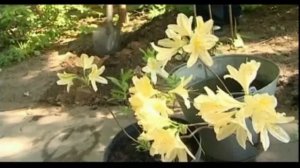 ЗОЛОТЫЕ ПРАВИЛА ВЫРАЩИВАНИЯ РОДОДЕНДРОНА!