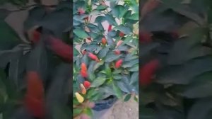 Перец табаско.