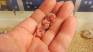 #ПЕСЧАНКИ монгольские СОДЕРЖАНИЕ , КОРМЛЕНИЕ / Новорожденные песчанки МЫШКИ / ПРОДАЮ песчанок куплю