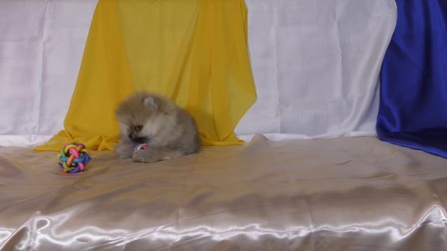 ШПИЦЫ ПОМЕРАНЦЫ.