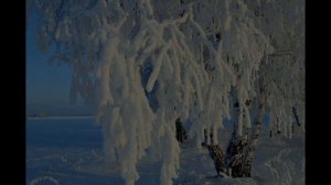 Стих "Белая береза" Автор Сергей Есенин