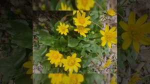 Весна на Кубани радует первыми цветами.