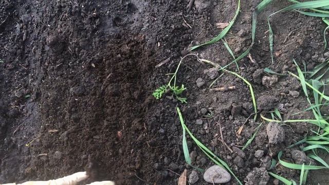 Правильная посадка редиса! смотреть онлайн