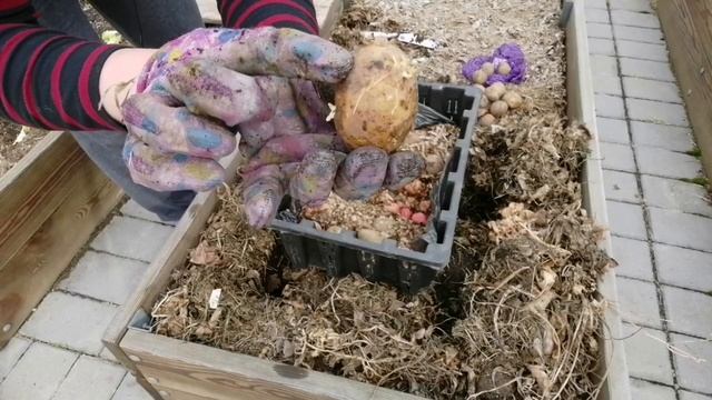 КАРТОШКЕ БЫТЬ | ПОСАДИЛА ЭЛИТУ НА РАННИЙ УРОЖАЙ | ГАЛЛА | БЕЛОРОЗА | КОРОЛЕВА АНН | АДРЕТТА смотреть онлайн