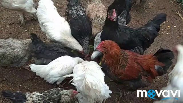 Альбен для птицы, пополнение в хозяйстве ? смотреть онлайн