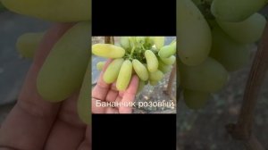 #ВиноградникЕлисеевых Бананчик розовый и Днепровский розовый