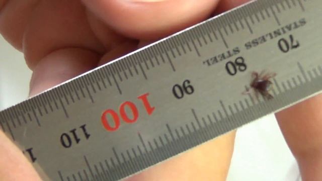 Клещи. Изготовление вилки для их удаления своими руками. DIY. смотреть онлайн