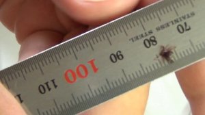 Клещи. Изготовление вилки для их удаления своими руками. DIY.