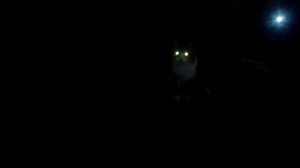 Зеленые глаза что светятся в ночи