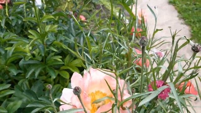КОРАЛОВИЙ ПІОН  2022 рік. КОРАЛ ШАРМ 2022 рік CORAL PEONY 2022. CORAL CHARM 2022.