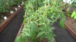 Кейс_ЦИОН_Дачные радости с Мариной Рыкалиной