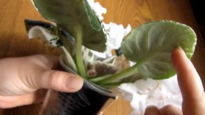 ГУСЕНИЦЫ!!! фиалки вредители!! Будьте бдительны!!!!