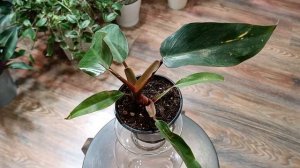 Филодендроны. Любимые и неприхотливые. Уход, посадка, составляю грунт.