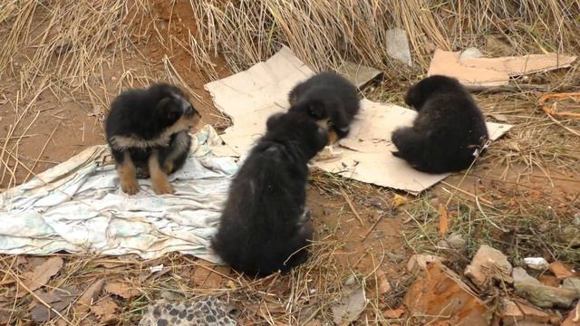 Шефство над бездомными щенками взяли мальчишки из пятого района смотреть онлайн