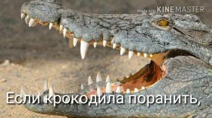 Бегемот против крокодила | кто сильнее?