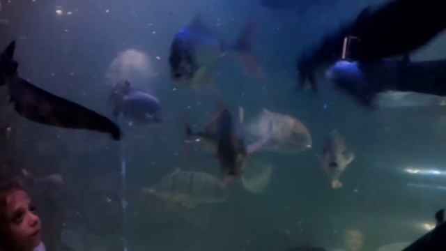 Подземный Океанариум.Подводное кормление рыб и черепах?????Драйвер с рук кормит голодных черепах. смотреть онлайн