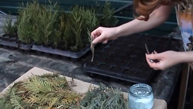 Черенкование хвойных растений зимой смотреть онлайн
