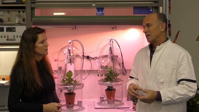 Onderzoek naar de luchtzuiverende werking van de Clusia rosea Princess смотреть онлайн