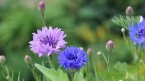 ВИА “Орэра” - Васильки