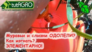 100 % изгнание МУРАВЬЕВ, ТЛЕЙ, МЕДВЕДКИ и СЛИЗНЕЙ из ТЕПЛИЦЫ и ОГОРОДА! КОПЕЕЧНОЕ АПТЕЧНОЕ СРЕДСТВО!