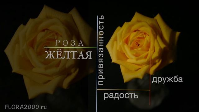 ?Значение цвета РОЗЫ, какую розу выбрать? смотреть онлайн