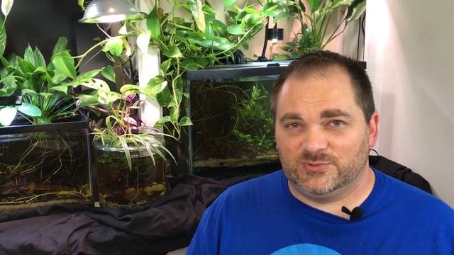 8 Riparium MISTAKES to Avoid!- For BEGINNERS growing POTHOS, MONSTERA and more in a Fish Tank