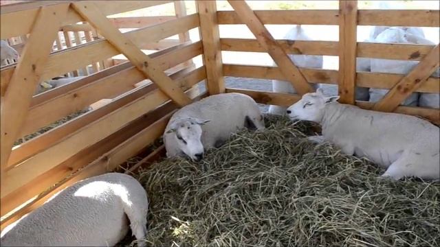 БЕЛАГРО-2016. Овцы Тексель. смотреть онлайн