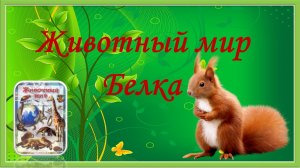 Животный мир нашей планеты. Белка