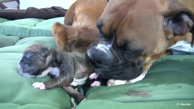 Dog Has Amazing Birth While Standing HD смотреть онлайн