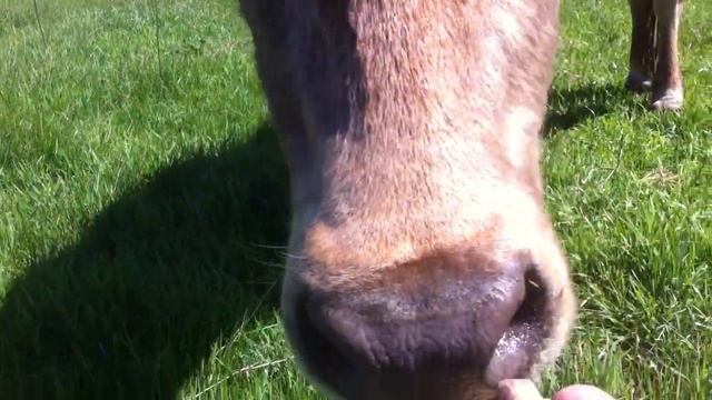 Раскрыт секрет изготовления сгущённого молока смотреть онлайн