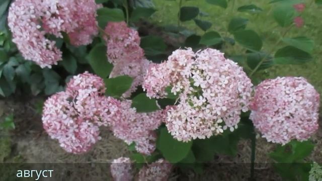 ✿➽ Цветет гортензия древовидная Invincibelle Spirit в нашем саду 2016 г смотреть онлайн
