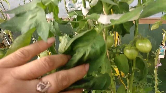 ОБЗОР СОРТА УДАЧА МОРЯКА | Томаты, Помидоры смотреть онлайн