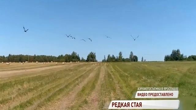 Стая серых журавлей залетела в Ярославскую область смотреть онлайн