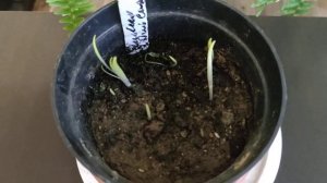 Проросли лилии в подвале зимой. Что делать?