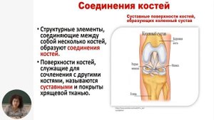 Биология, 11-й класс, Строение кости. Типы костей. Соединения костей