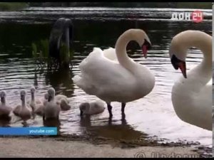 Лебединая верность