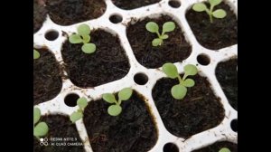 ПЕРВЫЕ ПОДКОРМКИ КУСТОВОЙ ПЕТУНИИ И ОТ ЧЕГО ОНИ ЗАВИСЯТ.