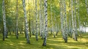 Туган як каеннары. Фарида Тимербаева жырлый.
